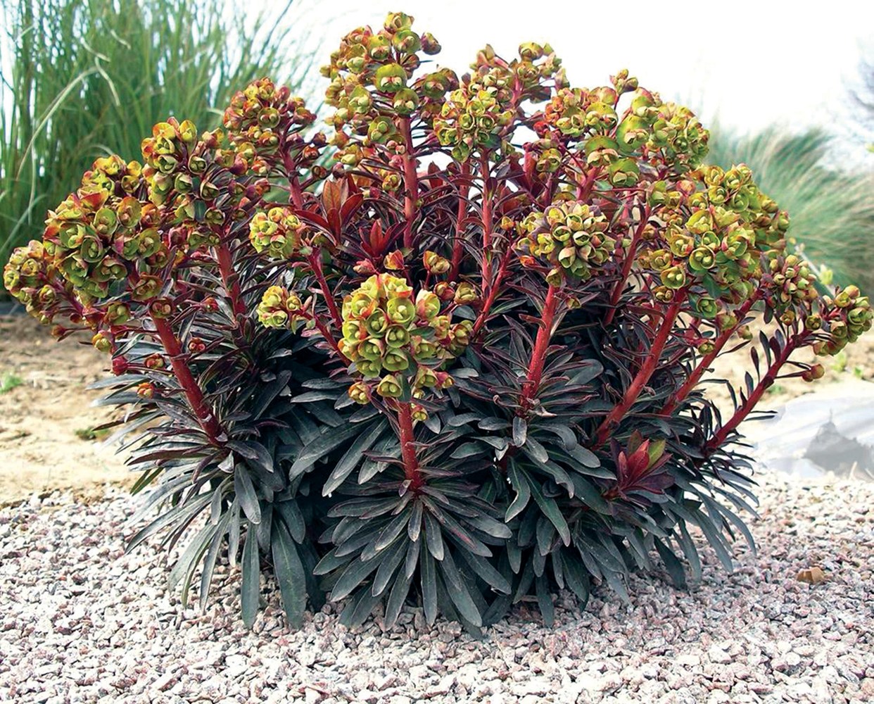 Euphorbia characias 'Blackbird'